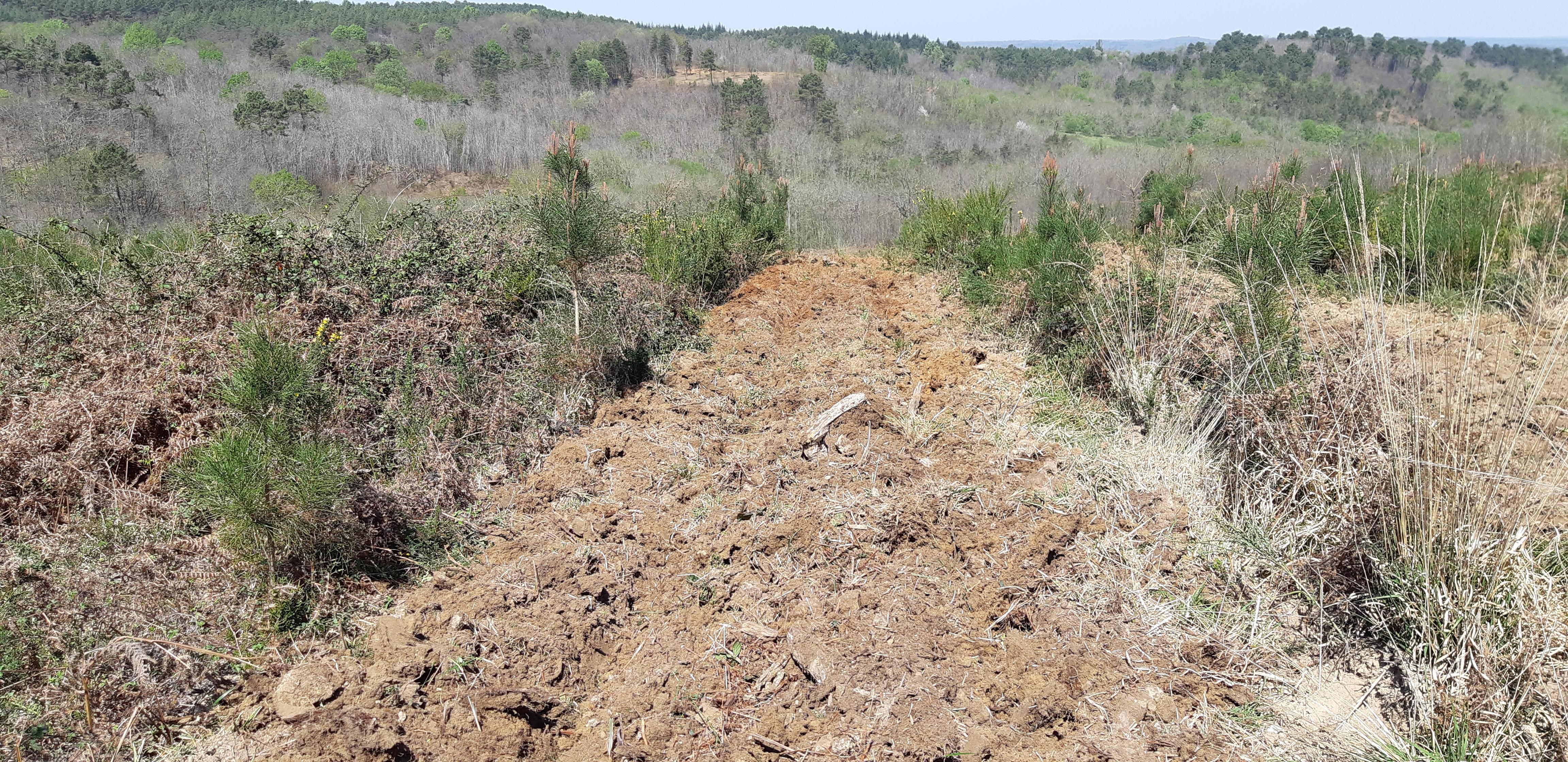 Cover-crop forestier Ménard-Darriet - Gamme "Non-Stop"